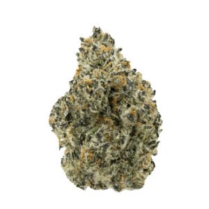 MIMOSA STRAIN FRANCE