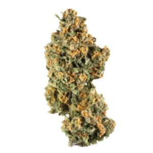 MALIBU STRAIN FRANCE