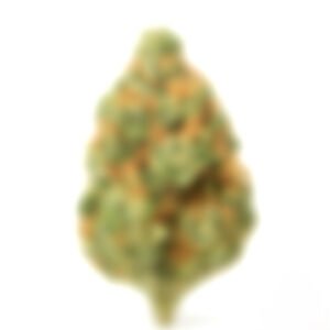 MYSTERY STRAIN FRANCE