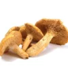 HEDGEHOG DRIED MUSHROOM  (Copy)