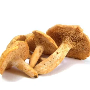 HEDGEHOG DRIED MUSHROOM FRANCE