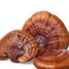 REISHI DRIED MUSHROOMS FRANCE