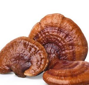 REISHI DRIED MUSHROOMS FRANCE